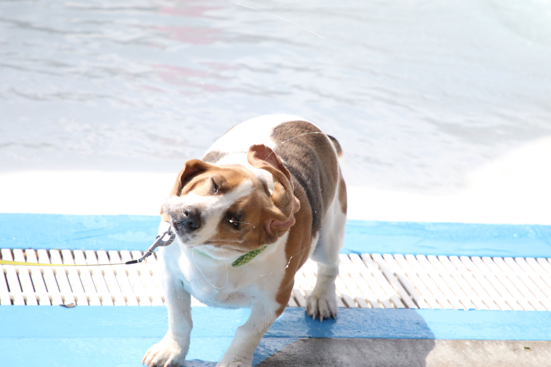 Dogs at the pool (2).JPG